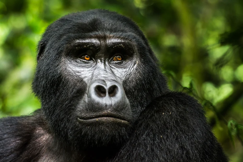 4 days uganda gorilla and wildlife safari 